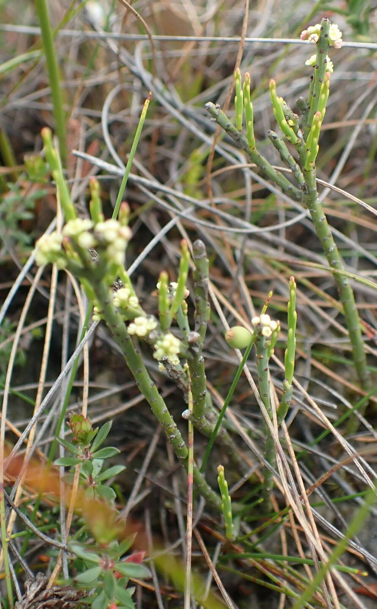 Image of Leptomeria glomerata F. Müll. ex Hook. fil.