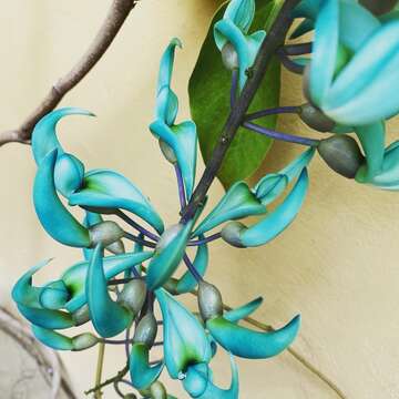 Image of Jade Vine