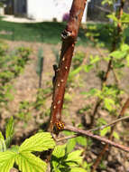 Image of Harlequin Ladybird