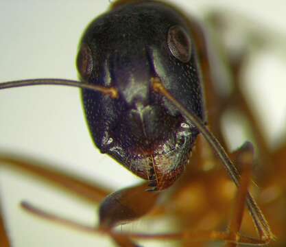 صورة Camponotus sanctus Forel 1904