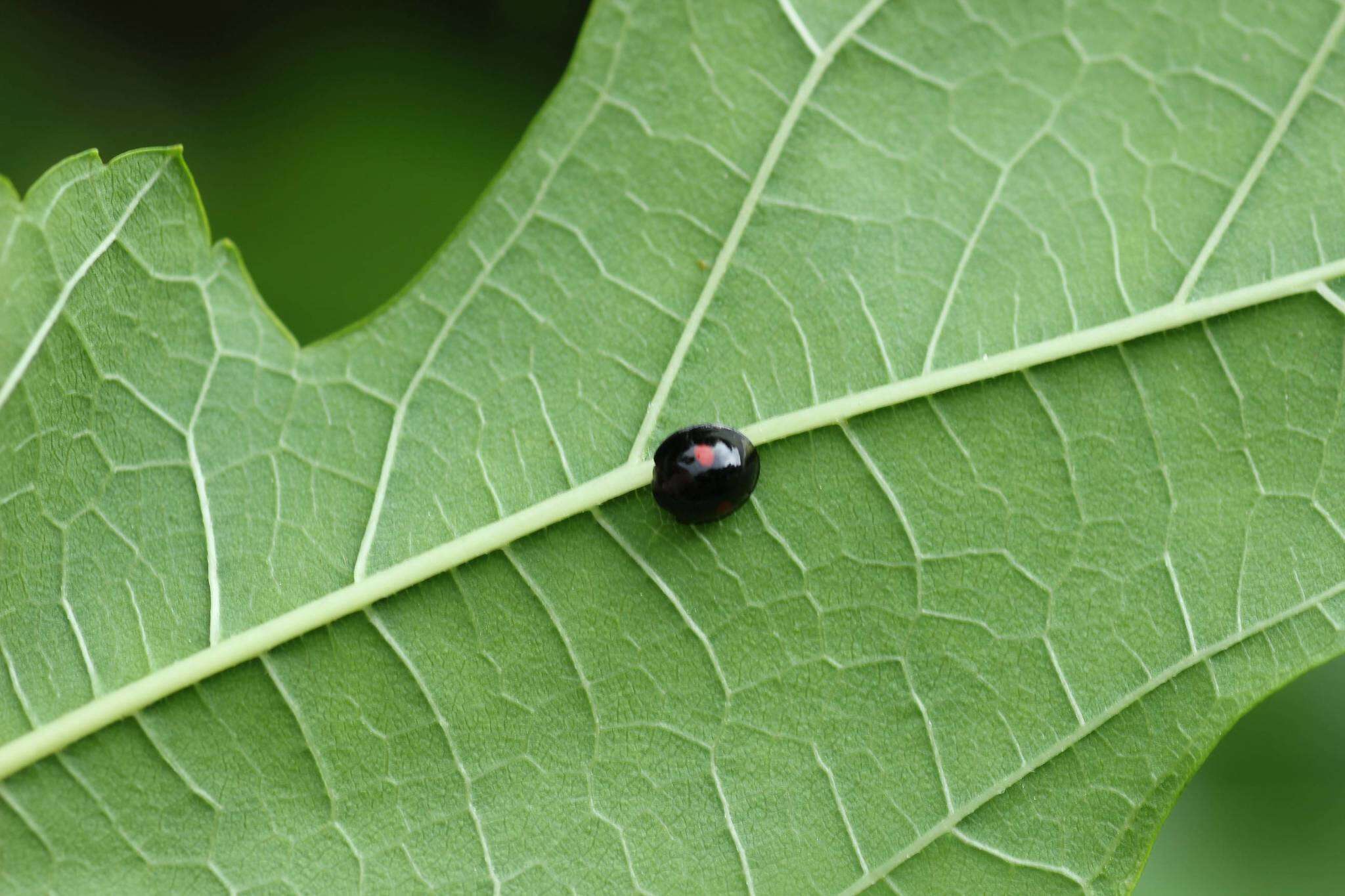 Image of Ladybird beetle