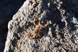 Image of Common yellow scorpion
