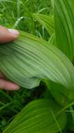 Image of Veratrum dahuricum (Turcz.) O. Loes.