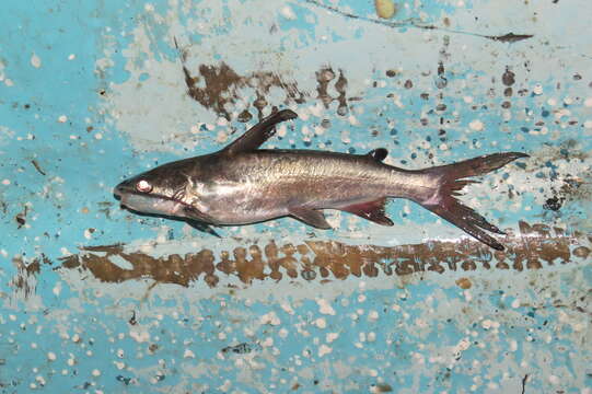 Image of Kailola&#39;s sea catfish