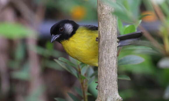 Image of Santa Marta Brush Finch