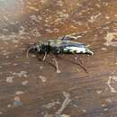 Image of Ladder-marked Longhorn Beetle