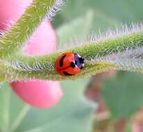 Imagem de Coccinella monticola Mulsant 1850