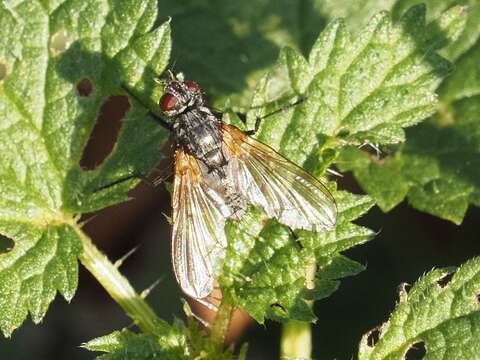 Image of Macquartia grisea (Fallen 1810)