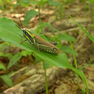 Eupropacris cylindricollis (Schaum 1853) resmi