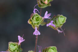 Imagem de Origanum dictamnus L.