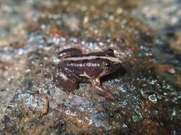 Image of Corrugated water frog