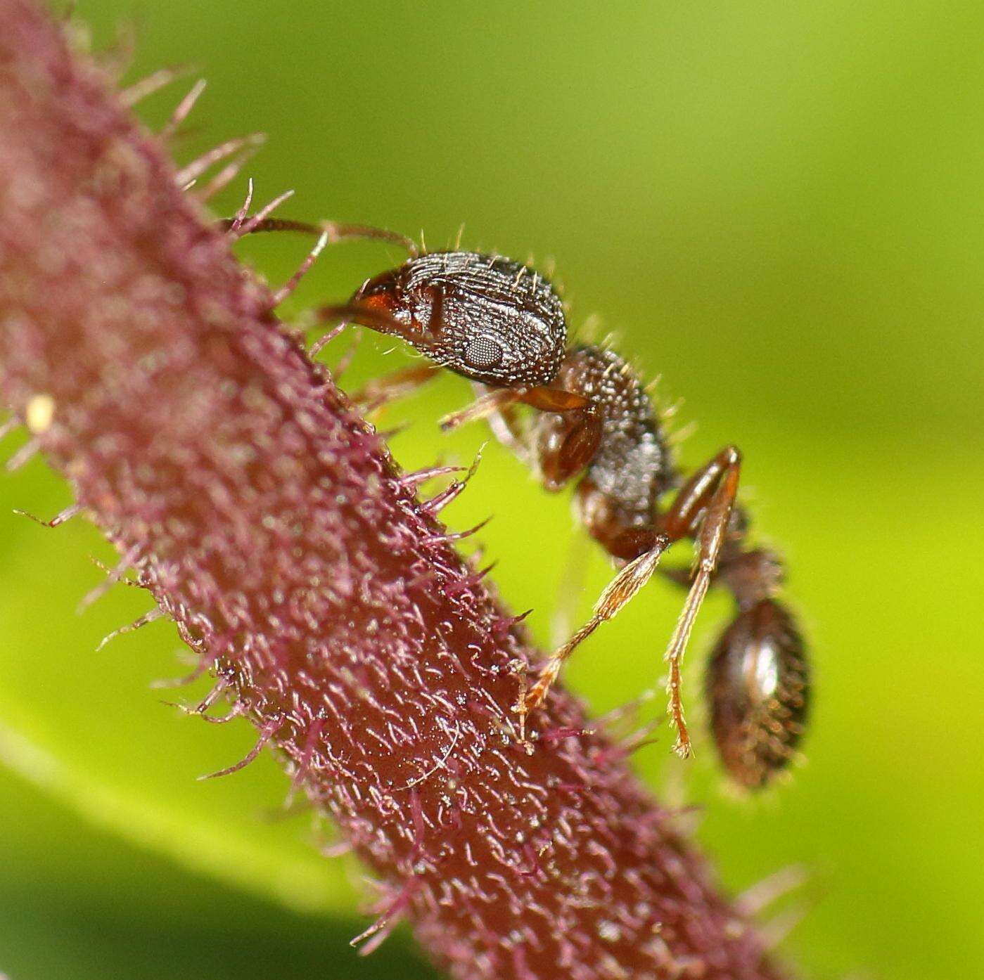 Image of Tetramorium erectum Emery 1895