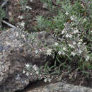Image of Micromeria tenuis subsp. linkii (Webb & Berthel.) P. Pérez