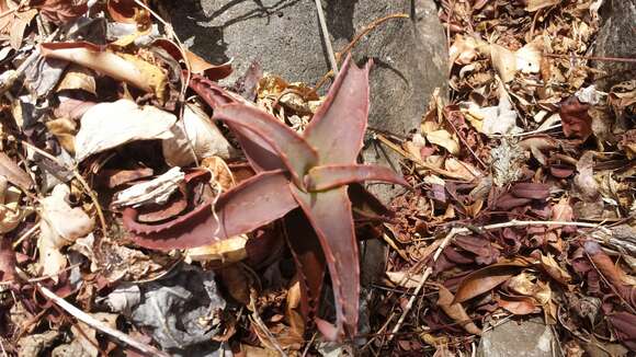 Image of Aloe suarezensis H. Perrier