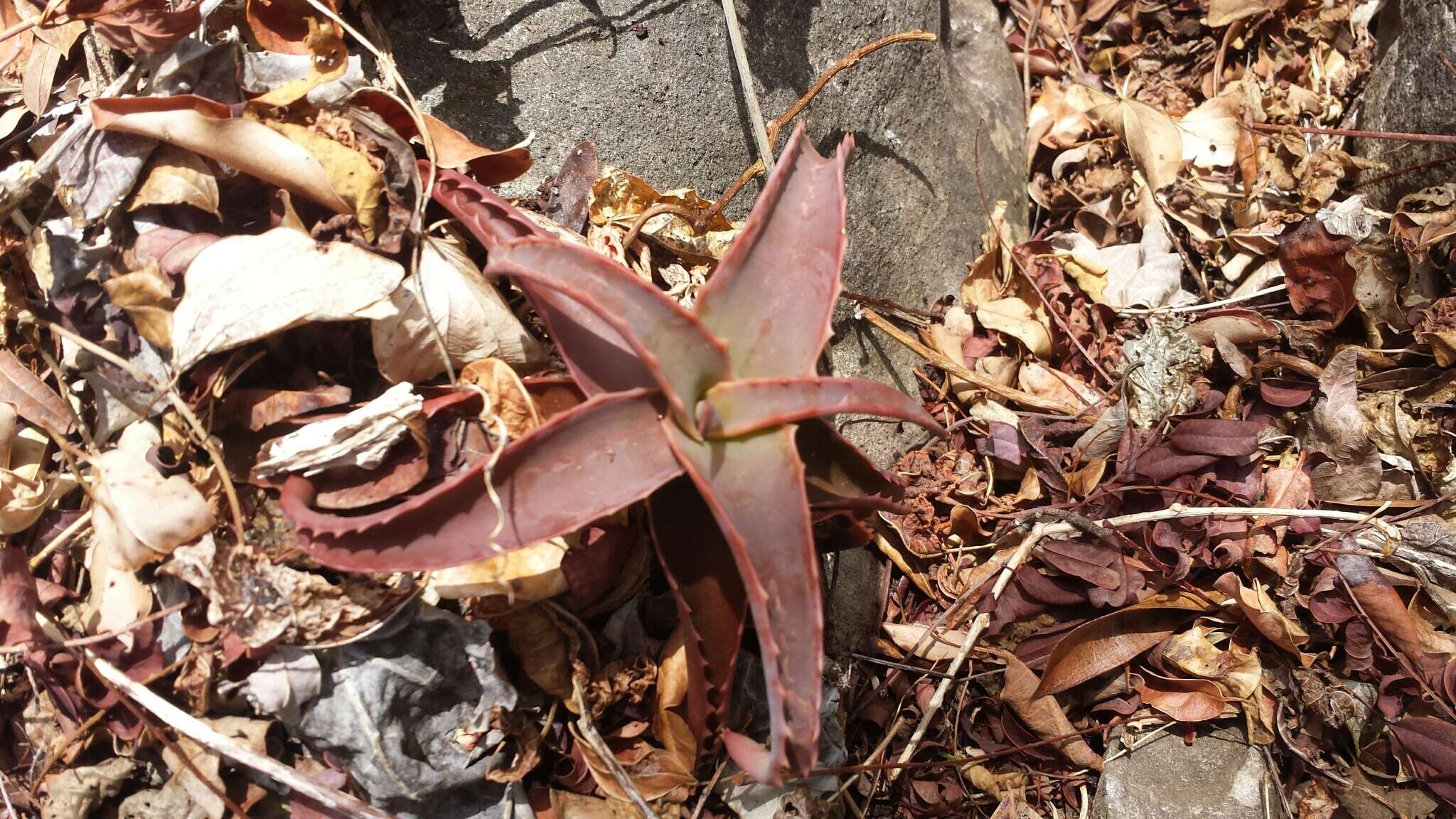 Image de Aloe suarezensis H. Perrier