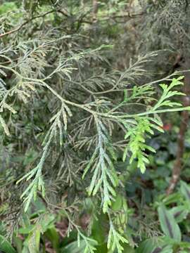 Image of Taiwan Incense-Cedar