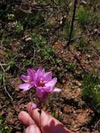 Image of Ixia flexuosa L.