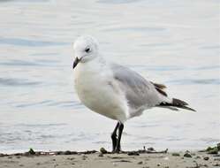 Image of Relict Gull