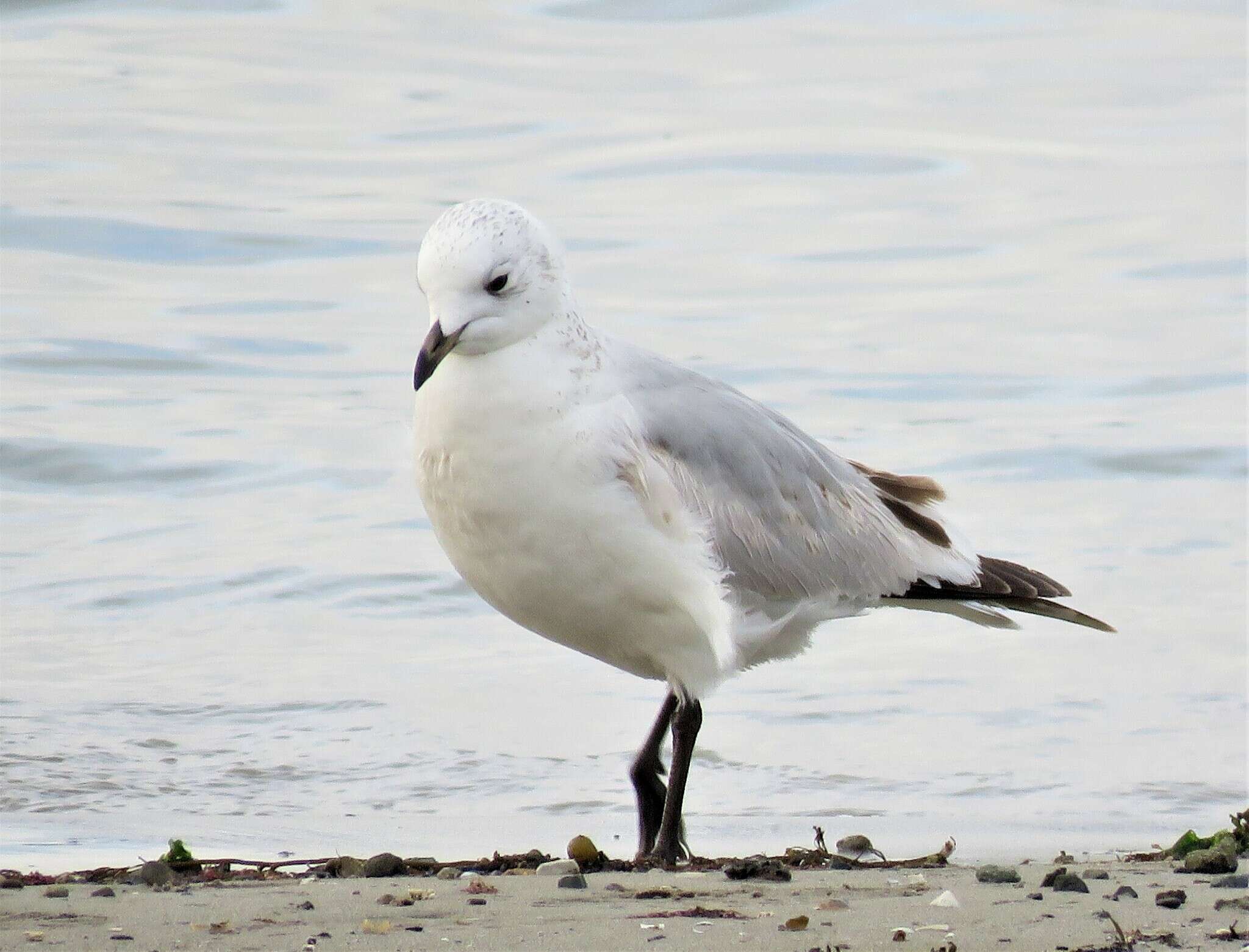 Image of Relict Gull