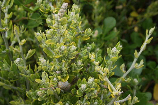 Image of Exomis microphylla (Thunb.) Aell.