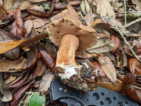 Image of Tylopilus tabacinus (Peck) Singer 1944