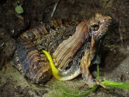 Image of Beautiful Pygmy Frog