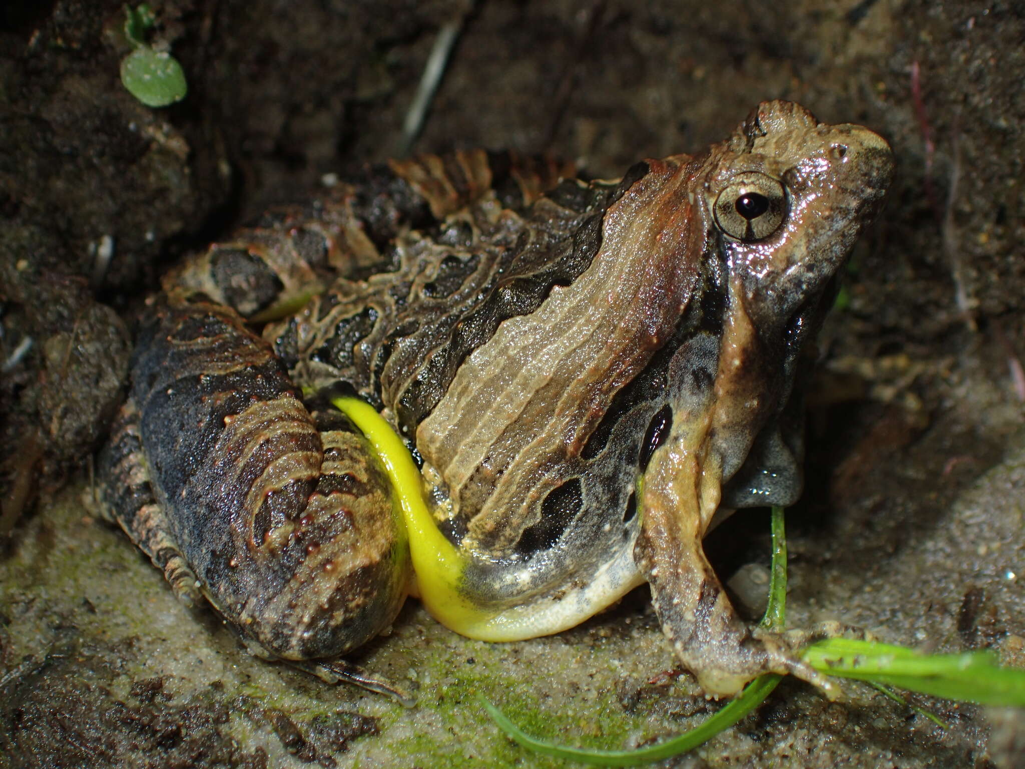 Sivun Microhyla pulchra (Hallowell 1861) kuva