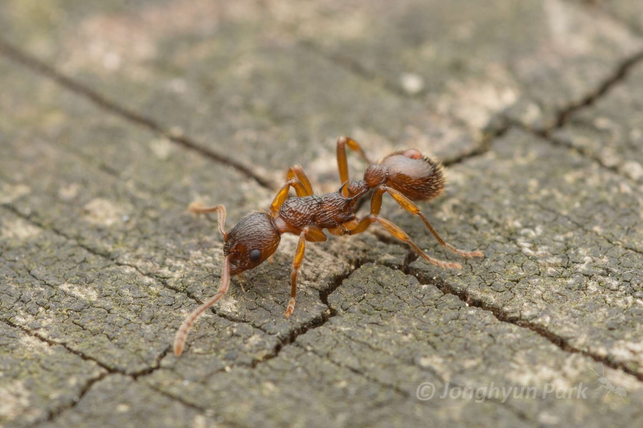 Image of Myrmica kotokui Forel 1911