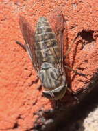 Image of Tabanus bromius Linnaeus 1758