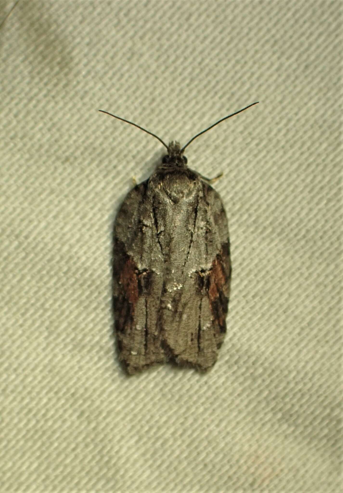 Image of Acleris ptychogrammos Zeller 1875