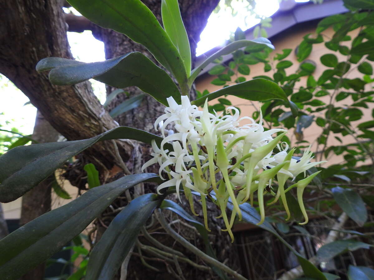 Image of Cyrtorchis praetermissa subsp. zuluensis (E. R. Harrison) H. P. Linder