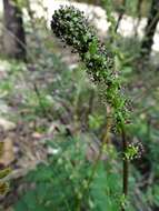 Image of Acaena echinata Nees