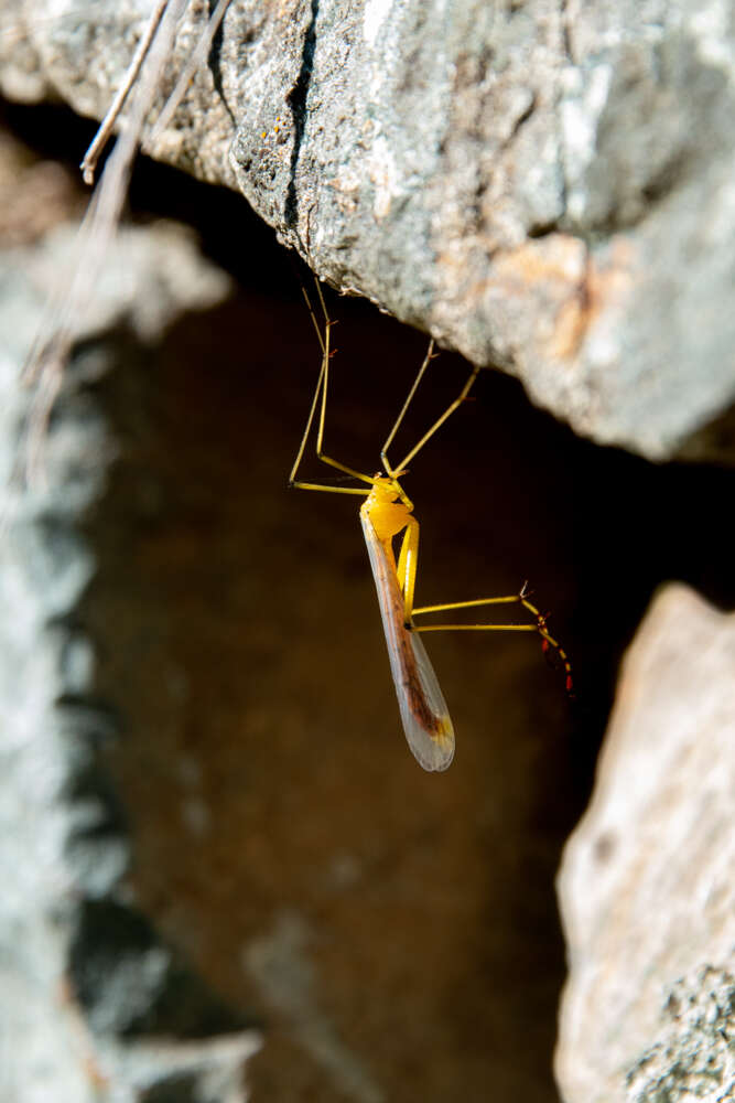 Image of Bittacus chlorostigma MacLachlan 1881