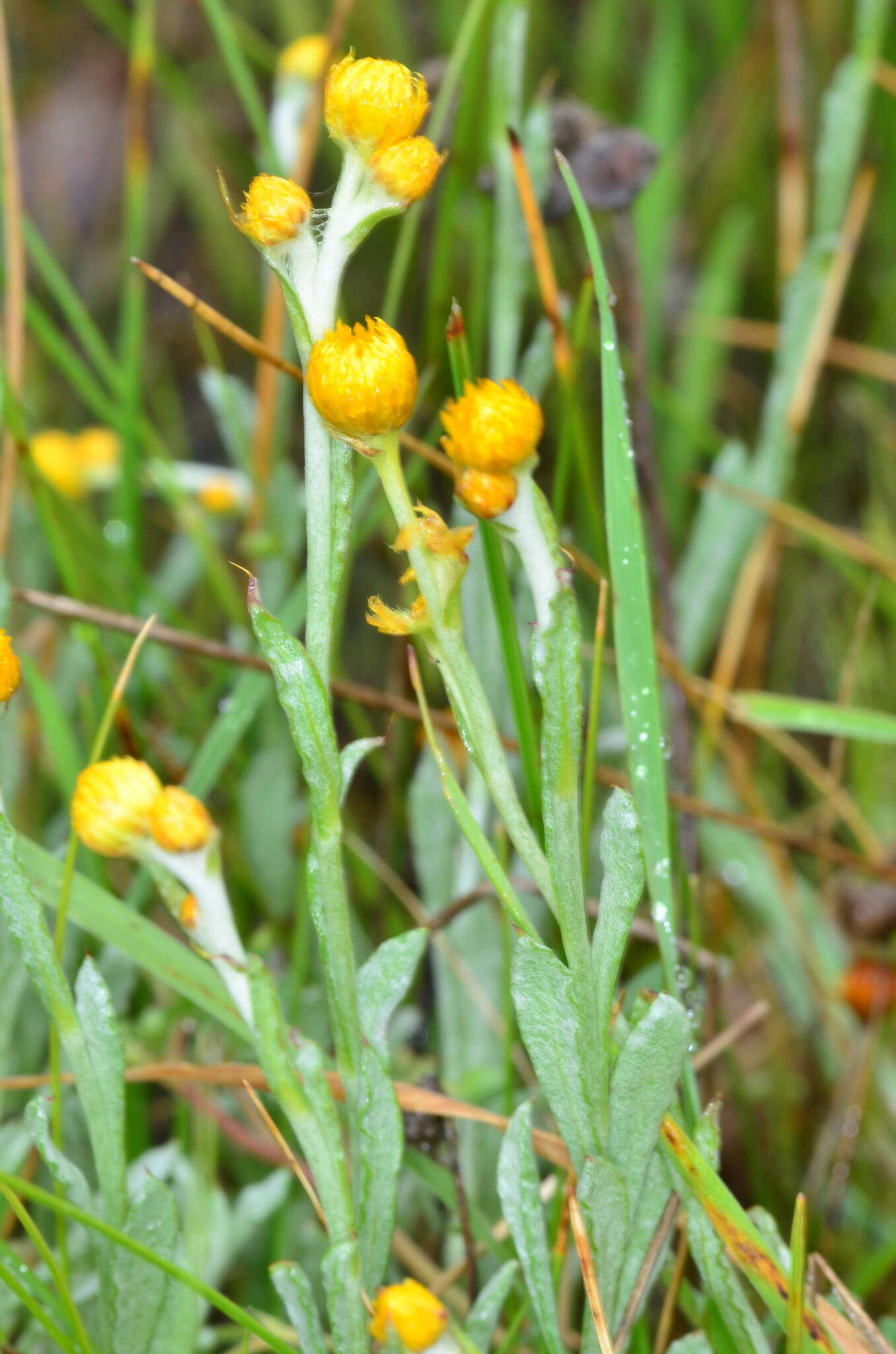 Image de Chrysocephalum apiculatum subsp. apiculatum