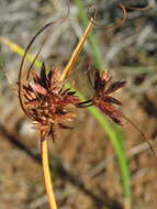 Image of Cyperus usitatus Burch.