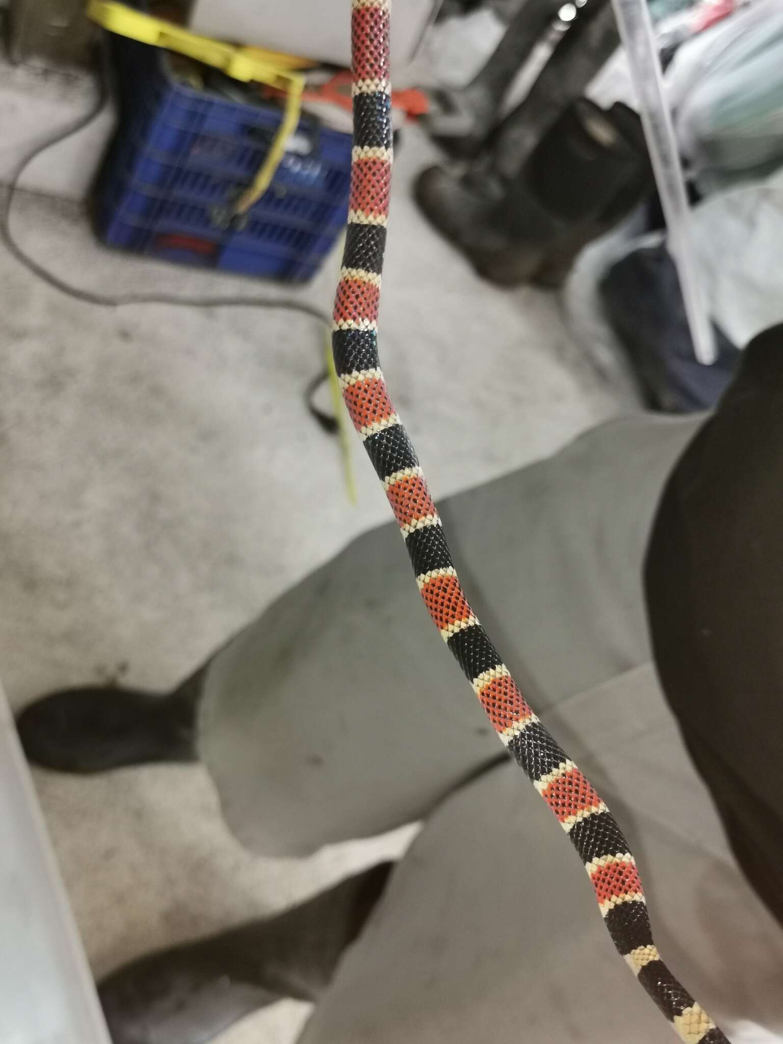 Image of Allen's Coral Snake