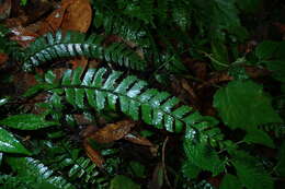 Image de Polystichum hancockii (Hance) Diels