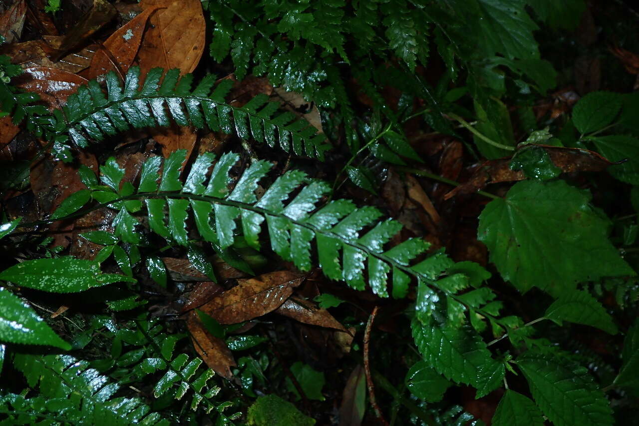 Polystichum hancockii (Hance) Diels resmi