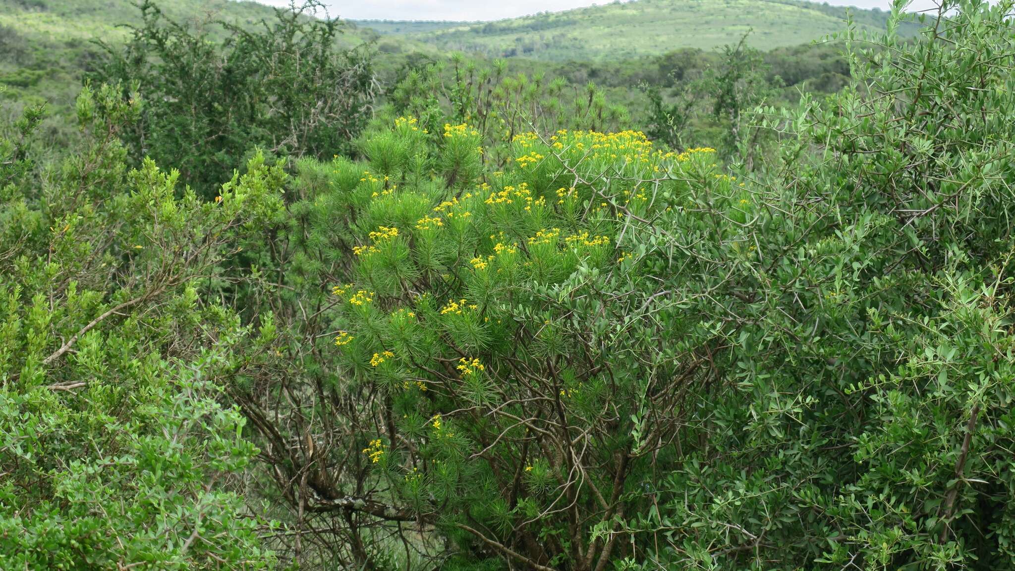 Image of Euryops brevipapposus M. D. Henderson