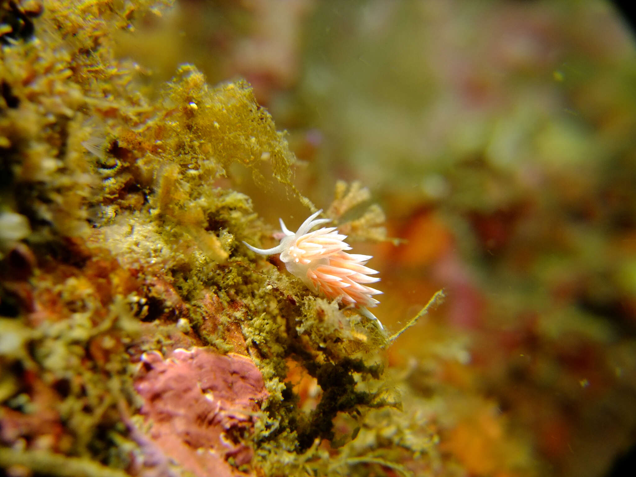 Image of Sakuraeolis sakuracea Hirano 1999