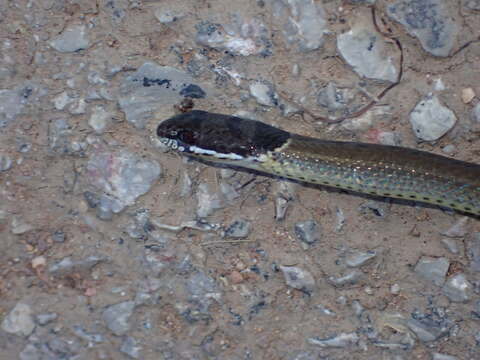 Image of Collared Black-headed Snake