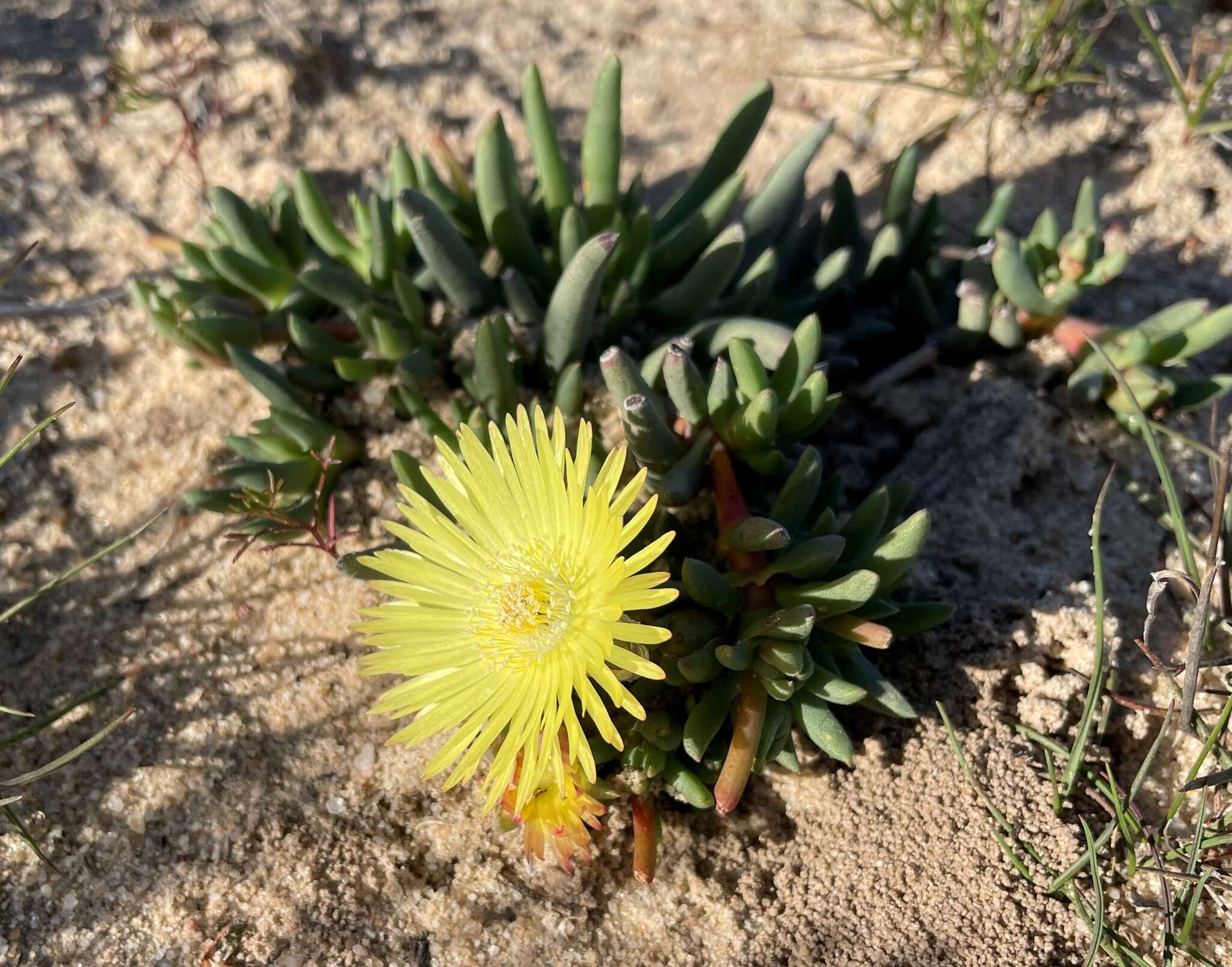 صورة Cephalophyllum loreum (L.) Schwant.