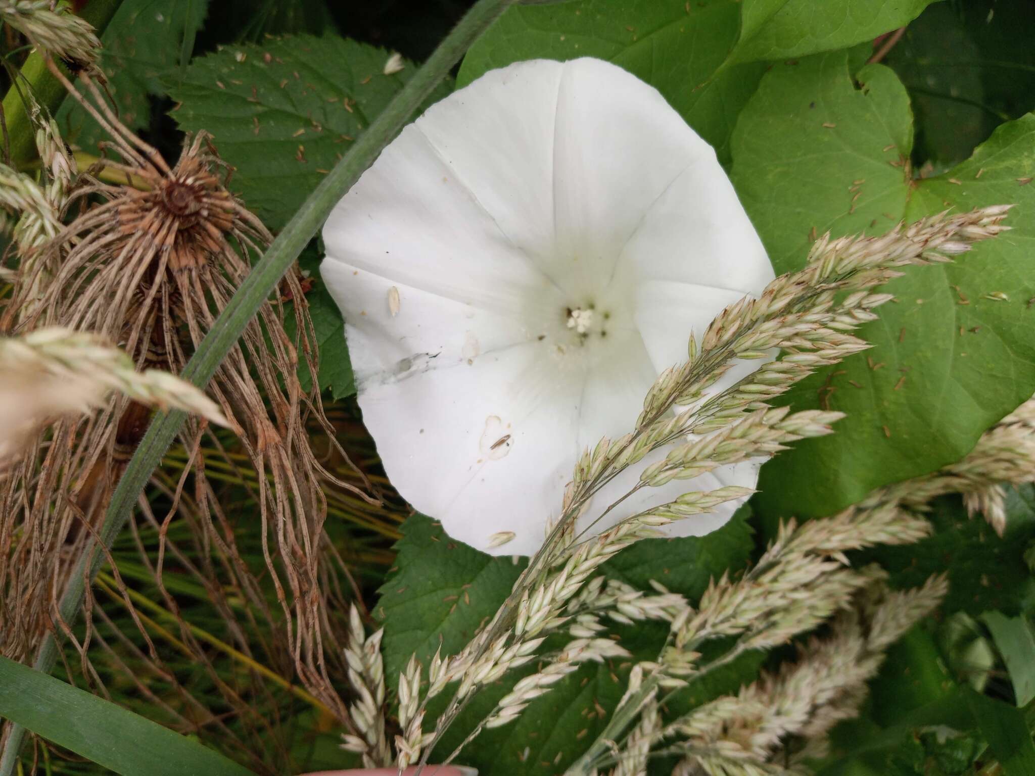 Image de Calystegia silvatica subsp. disjuncta R. K. Brummitt