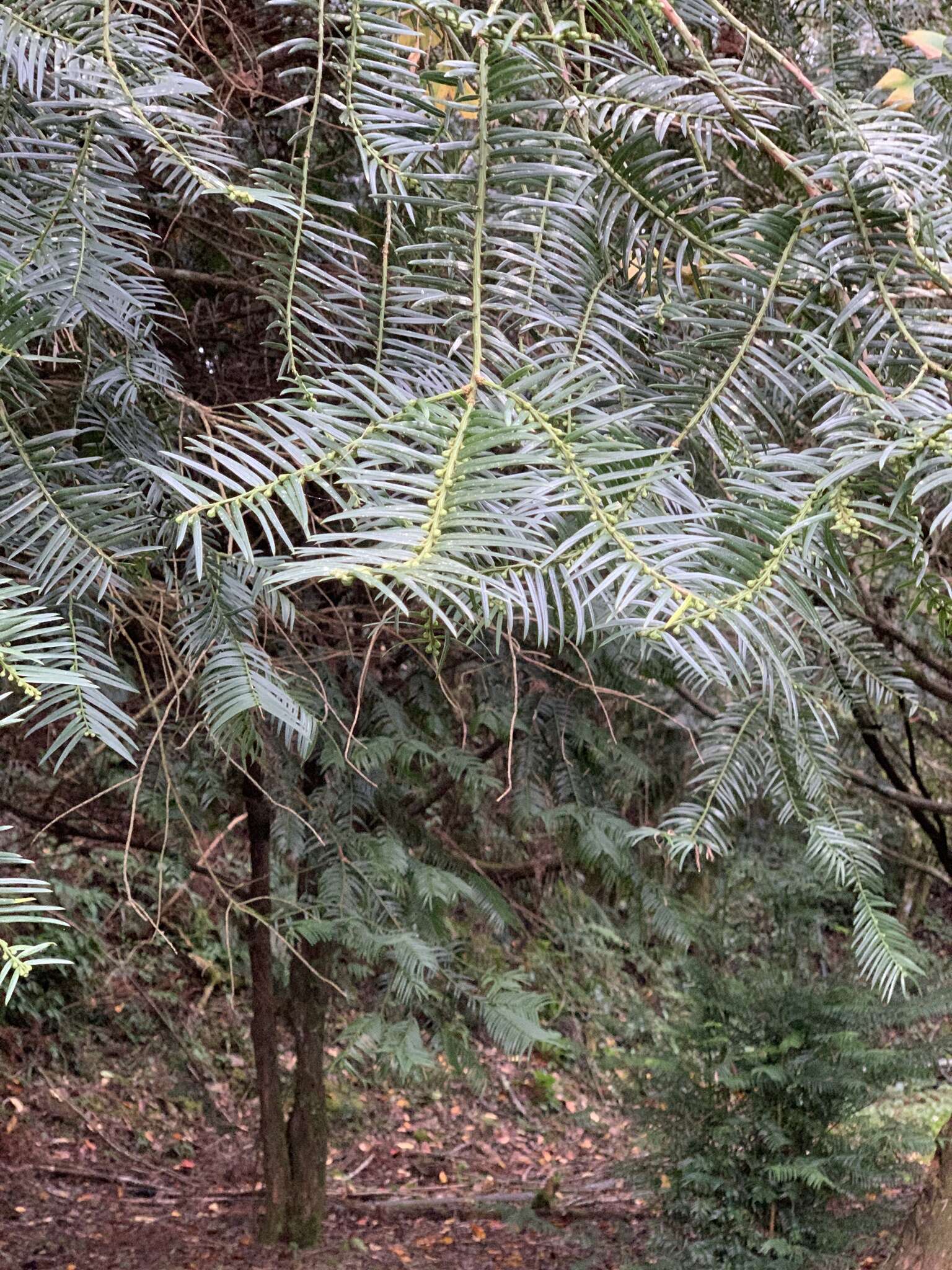 Plancia ëd Cephalotaxus harringtonii var. wilsoniana (Hayata) Kitam.