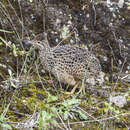 Image of Curve-billed Tinamou