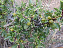 Image of Rhamnus intermedia Steudel & Hochst.