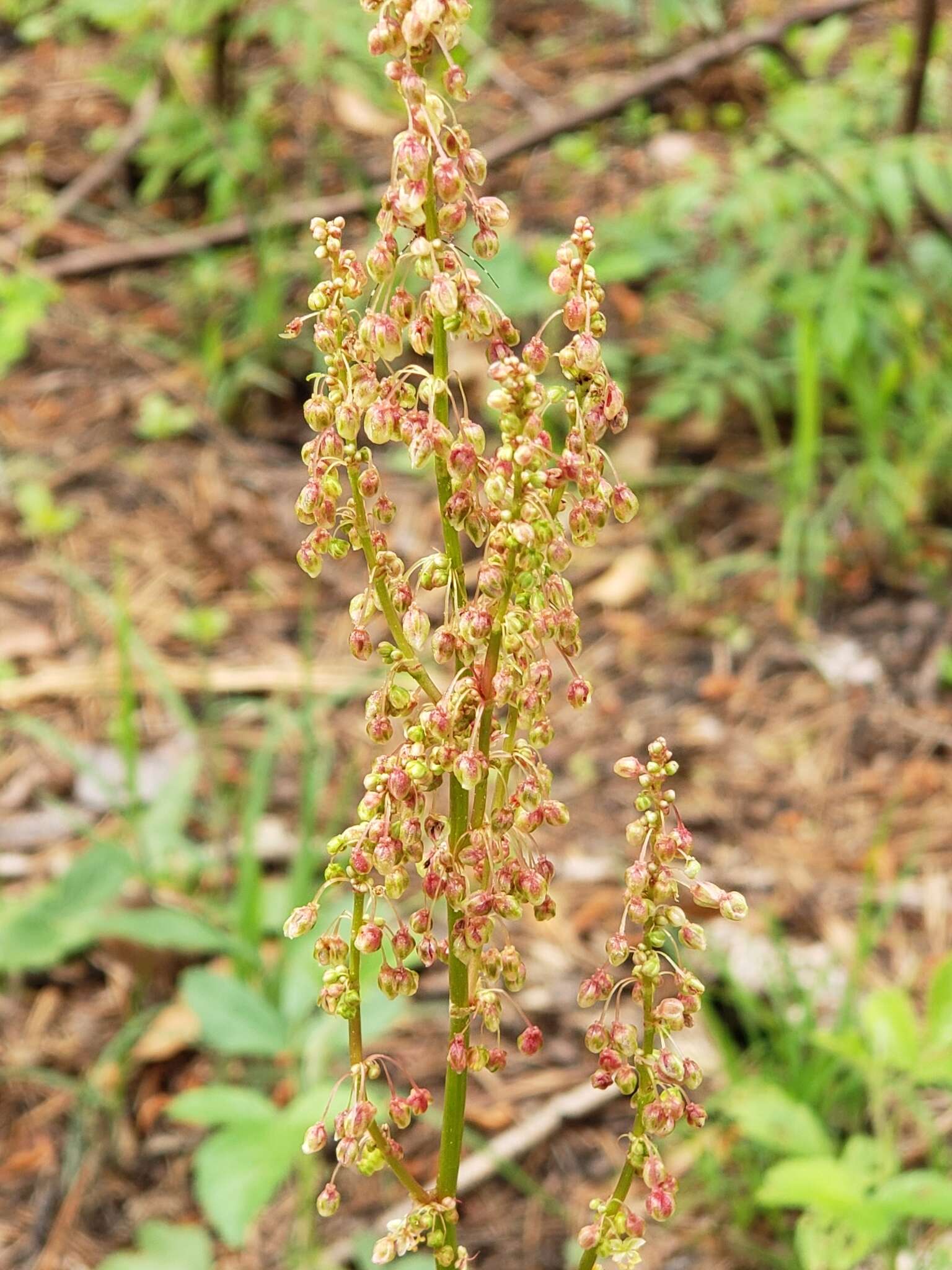 Image de Rumex hastatulus Baldw. apud Ell.