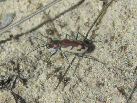 Image of Blowout Tiger Beetle