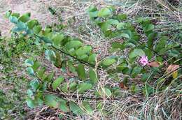 Image of Pink bauhinia