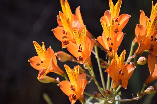 Image of Alstroemeria ligtu subsp. simsii (Spreng.) Ehr. Bayer